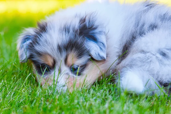 Cachorrinho bonito Collie — Fotografia de Stock