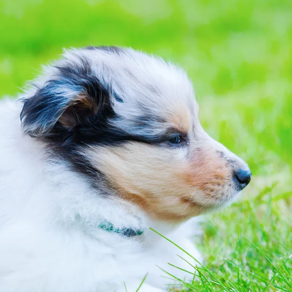 Drăguț Collie pui în iarbă — Fotografie, imagine de stoc