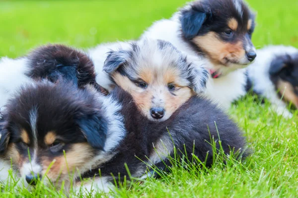 Şirin Collie yavrusu çim — Stok fotoğraf