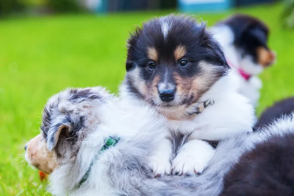 Lindo Collie cachorros en la hierba — Foto de Stock