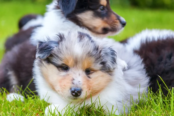 草の中のかわいいコリー子犬 — ストック写真