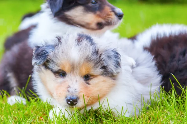 Lindo Collie cachorros en la hierba — Foto de Stock