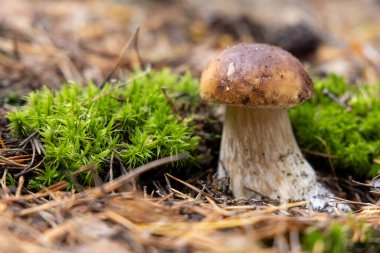 Sonbahar kahverengi mantar ve yeşil yosunlu mantar.