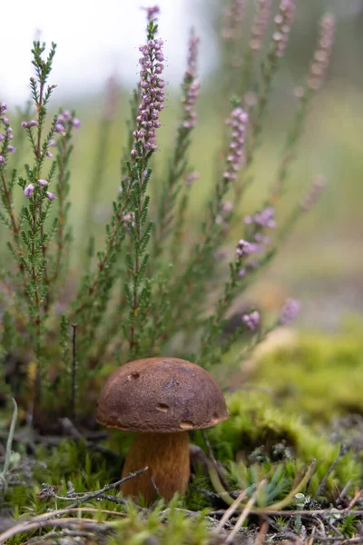 Mor kenevir çiçekleri ve yeşil yosunlu kahverengi mantar.