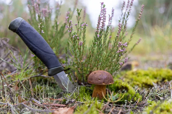Sabit bıçak, mor kenevir çiçeği ve yeşil yosunlu kahverengi mantar. Sonbahar orman hasadı