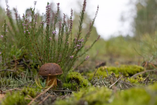Mor kenevir çiçekleri ve yeşil yosunlu kahverengi mantar.