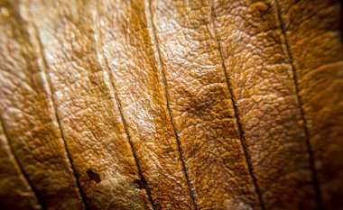 Makro kahverengi yaprak arka plan