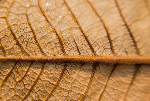 Makro braunes Blatt Hintergrund — Stockfoto