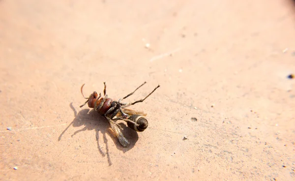 Close up die red hornet — Stock Photo, Image