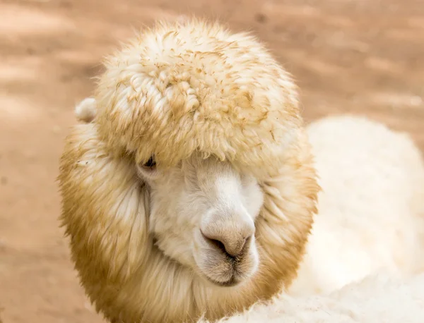 Rosto de ovelhas cabelo longo — Fotografia de Stock