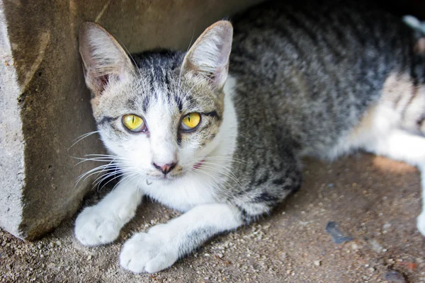 Golden eye cat — Stock Photo, Image