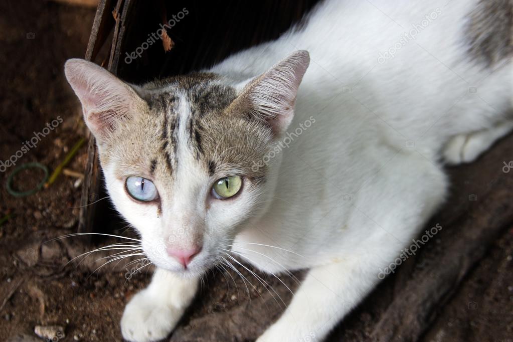 Chat Deux Tons Oeil Couleur Regarder Camera Image Libre De Droit Par Yanukit C Chat Deux Tons Oeil Couleur Regarder Camera Image Libre De Droit Par Yanukit C