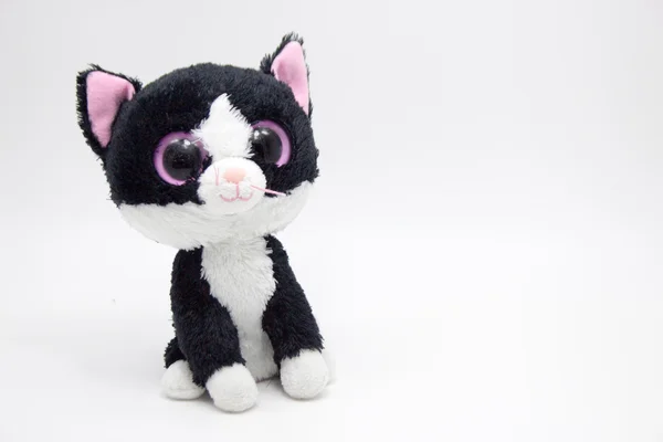 Bangkok,Thailand.4 Haziran 2016, şirin kedi bebek beyaz arka plan üzerinde