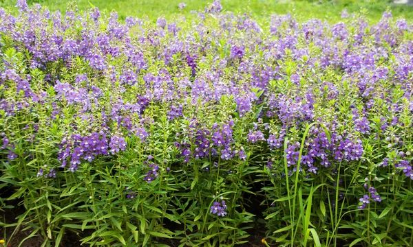 Lavender bush on garden in summer — Stock Photo, Image