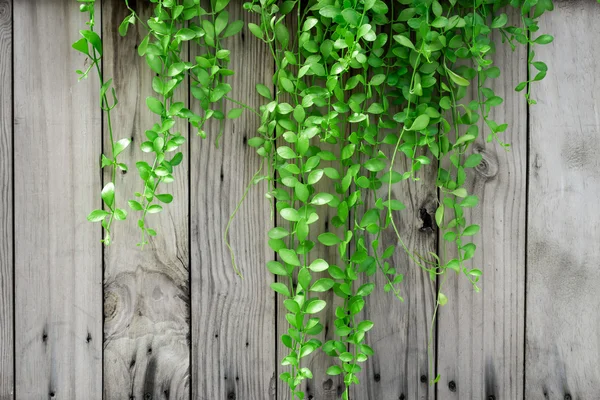 Zelený břečťan na staré dřevo — Stock fotografie