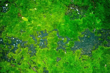 Arkaplan için yağmur ormanları üzerindeki yeşil yosunlar