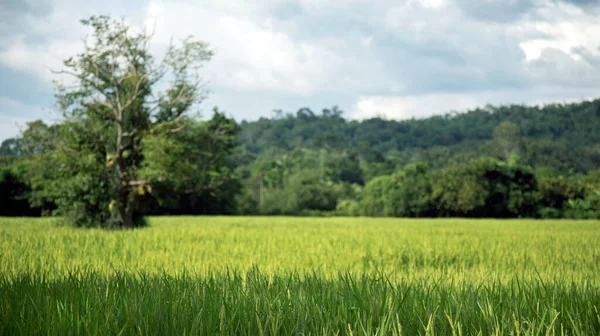 Panorama Paisagem Campo Foco Arroz Verde Para Fundo — Fotografia de Stock