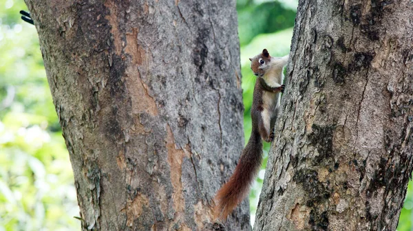 Wiewiórka Drzewie Outdoor Park Rozmiar Banera — Zdjęcie stockowe