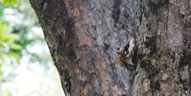 sincap ağaç üzerinde açık hava parkında afiş boyutunda