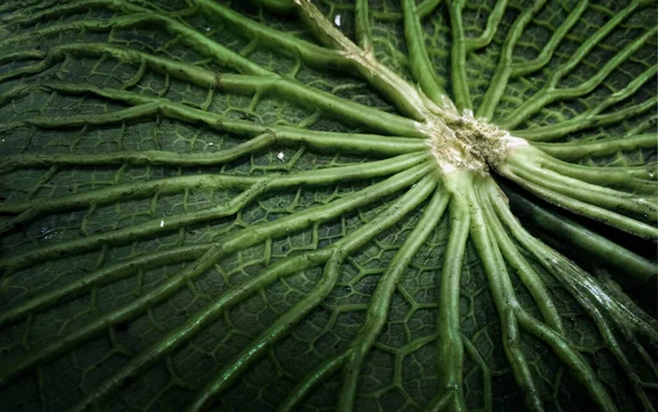 Close Green Pattern Big Lotus Leaf — Stock Photo, Image