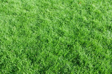 Uzun yeşil Malezya yarış çim dokusu arka planı 