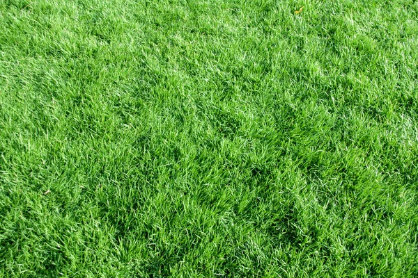 Uzun yeşil Malezya yarış çim dokusu arka planı 