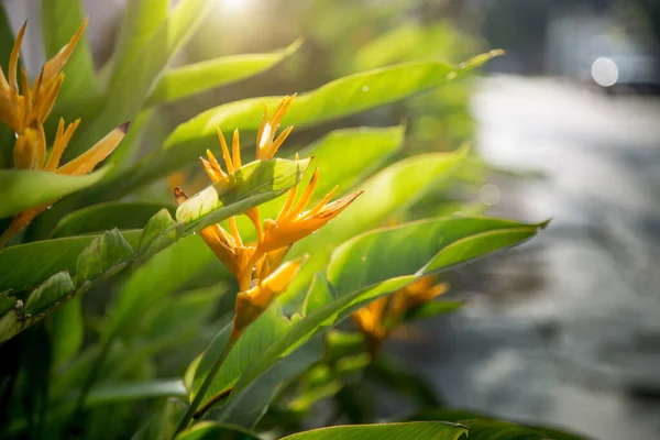 Cerrar Heliconia Flor Mañana Después Lluvia — Foto de Stock