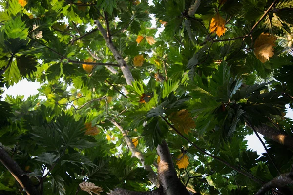 Branche Saké Vue Dans Forêt Tropicale Arrière Plan Nature — Photo