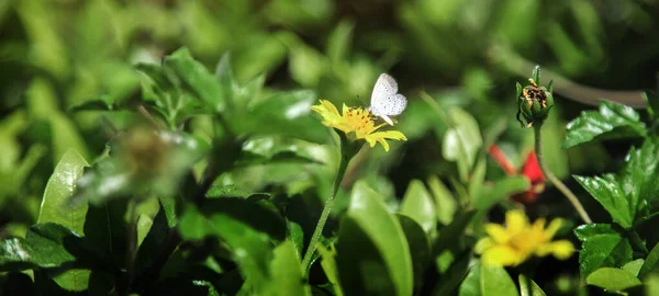 Mariposa Alimentación Miel Flor Amarilla Banner Jardín — Foto de Stock