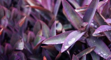 Menekşe yaprağına su damlasını kapatın.