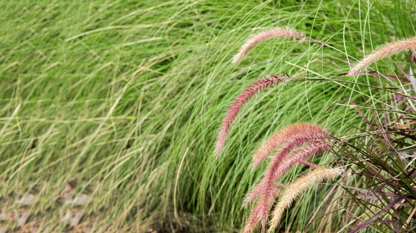 Long Tail Grass Flower Vintage Banner Size — Stock Photo, Image