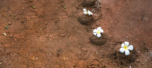 Making Soil Ball Decorate Flower Beautiful Nature Concept — Stock Photo, Image