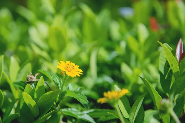 Zaměření Žlutý Sedmikráska Květina Zelené Zahradě Krásou Přírodě Koncept — Stock fotografie