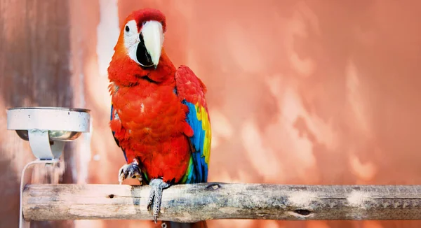 Разноцветная Птица Попугая Бревне Дерева Красном Фоне Размером Баннер — стоковое фото