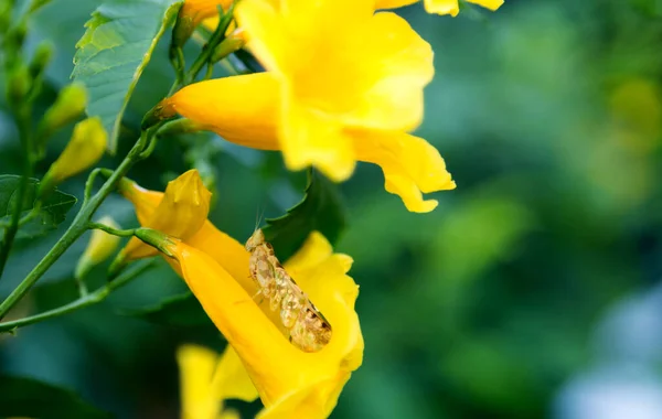 Cerca Tolva Hierba Flor Amarilla — Foto de Stock