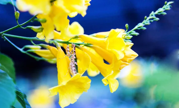 Cerca Tolva Hierba Flor Amarilla — Foto de Stock