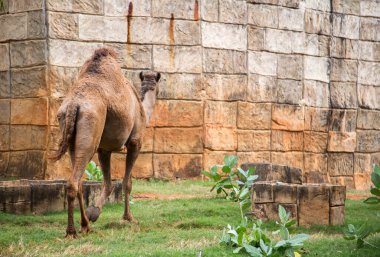 Hayvanat bahçesindeki vahada yürüyen deve hayvanı.