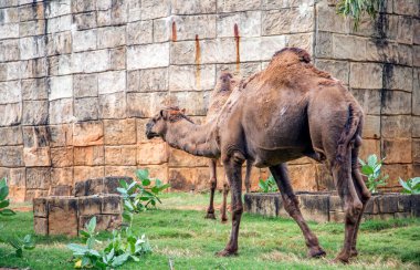 Hayvanat bahçesindeki vahada yürüyen deve hayvanı.