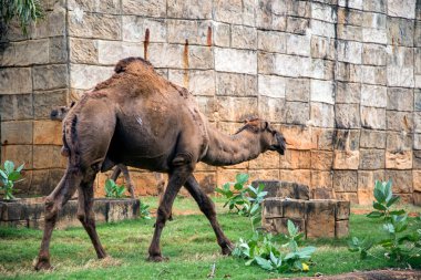 Hayvanat bahçesindeki vahada yürüyen deve hayvanı. 
