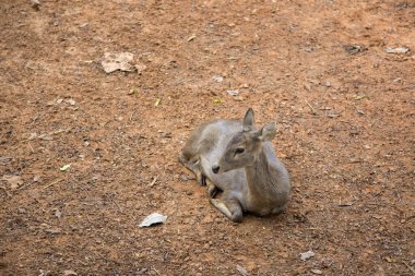 Hayvanat bahçesi topraklarında geyik