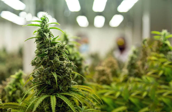Toppen Cannabis Ruderalis Växter Science Lab För Att Göra Medicin — Stockfoto