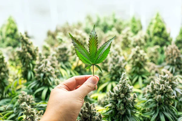 Kézi Kannabisz Sativa Levél Orvosi Labor Kábítószer Ipar Beleértve Utat — Stock Fotó