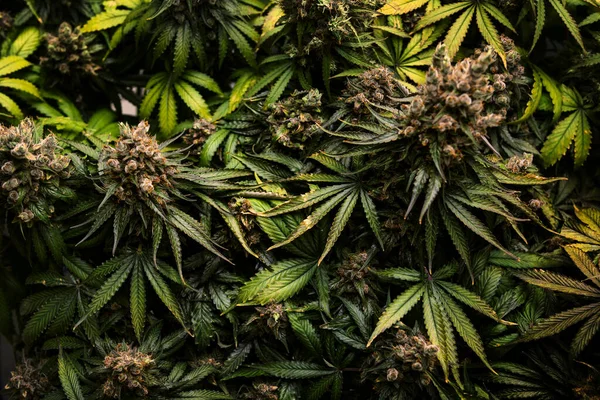 Close Cultivo Cannabis Captiva Vista Superior Laboratório Médico — Fotografia de Stock