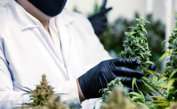 Természettudós Higiéniai Kesztyű Betakarítás Kannabisz Virág Ellenőrzése Mezőgazdasági Gyógyszeripari Labor — Stock Fotó