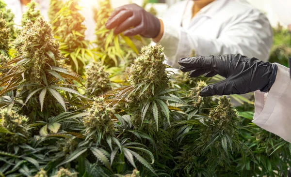 Sciencetist Met Hygine Handschoen Die Cannabisbloem Oogst Controlekweek Voor Medisch — Stockfoto