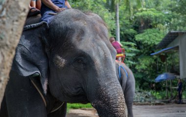 Fil, Asya 'da turizm ve seyahat sektöründe ormana gitmek için kullanılır..