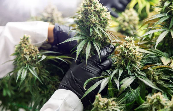 Hygiënehandschoen Wetenschapper Hand Oogsten Cannabis Bloem Controle Landbouw Voor Geneeskunde — Stockfoto