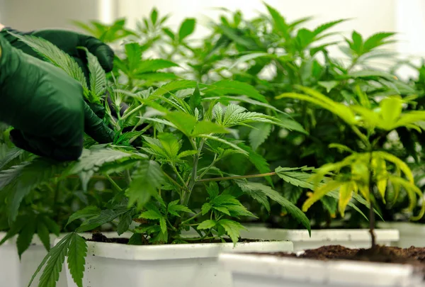 Higiéniai Kesztyű Tudós Kézi Betakarítás Cannabis Virág Ellenőrzés Mezőgazdasági Orvosi — Stock Fotó