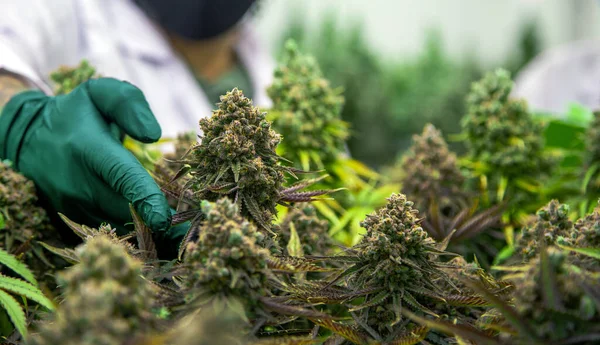 Hygiënehandschoen Wetenschapper Hand Oogsten Cannabis Bloem Controle Landbouw Voor Geneeskunde — Stockfoto