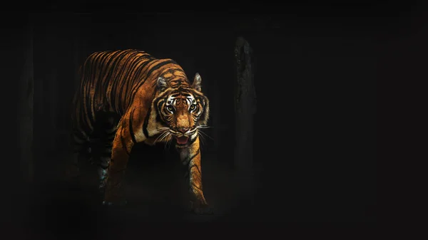 Tiger Wildlife Dark Room — Stock Photo, Image